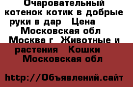 Очаровательный котенок-котик в добрые руки в дар › Цена ­ 50 - Московская обл., Москва г. Животные и растения » Кошки   . Московская обл.